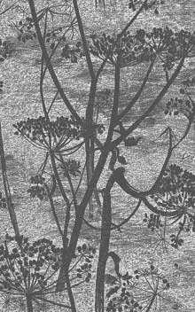 Cow Parsley 112-8026