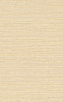 ZOSTERA - Coquille / Shell