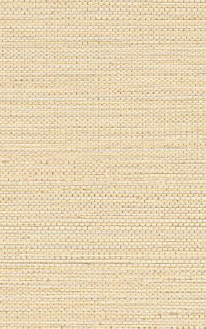 ZOSTERA - Coquille / Shell