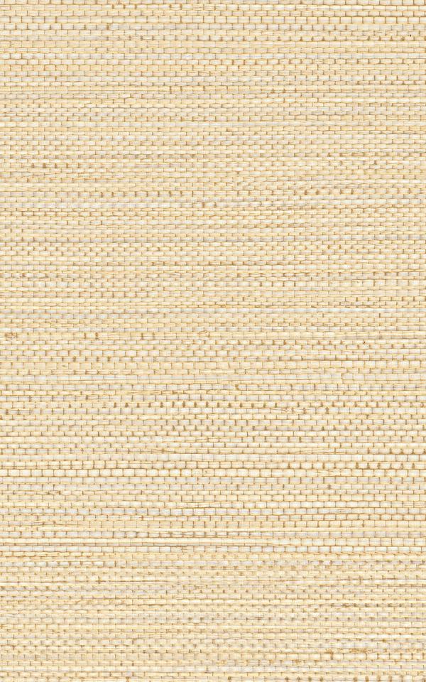 ZOSTERA - Coquille / Shell