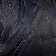 Duck Feather Black
