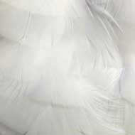 Duck Feather White