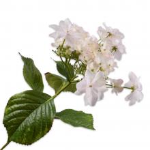 Silk-Ka HYDRANGEA STEM Pink Lt Rt 74cm