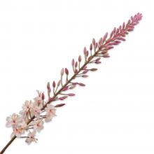 Silk-Ka EREMURUS STEM Cream 107cm