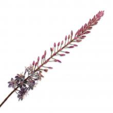 Silk-Ka EREMURUS STEM Purple 107cm