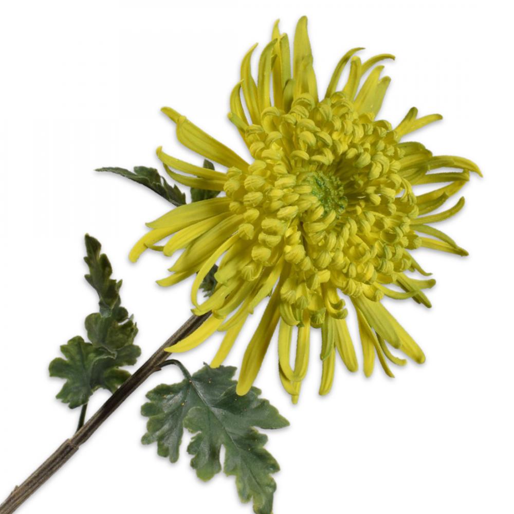 Silk-Ka CHRYSANT STEM Green 98cm | Seymour's Home