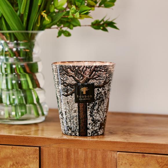 Baobab Collection Morondo Candle - Sacred Trees Collection 