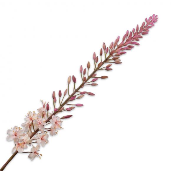 Silk-Ka EREMURUS STEM Cream 107cm