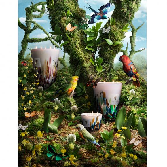 Baobab Collection Rainforest Amazonia Seymour's Home