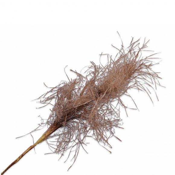 Silk-Ka GRASS PLUME Beige 83cm