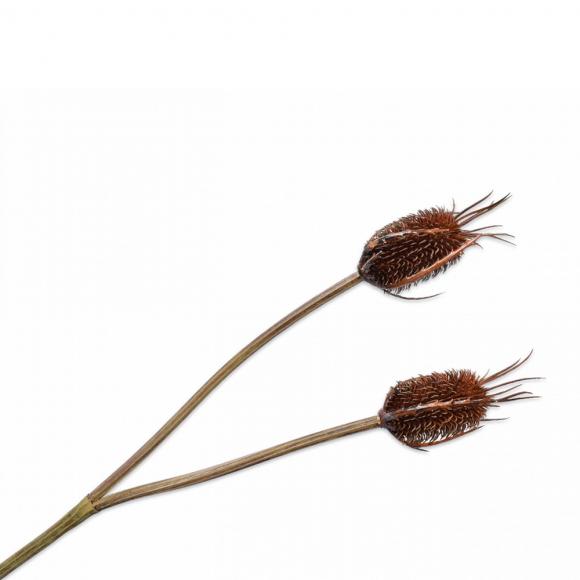 Silk-Ka THISTLE SPRAY brown 80cm